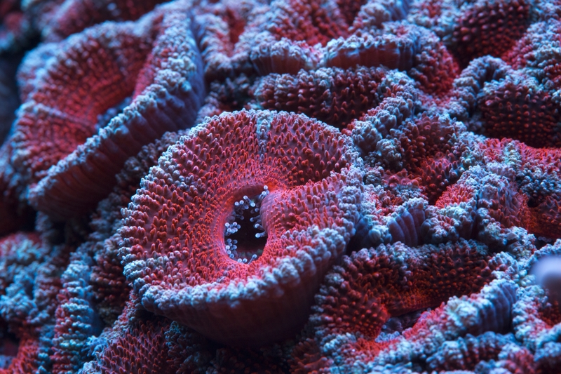 finest lage polyp scleractinia LPS Korallen