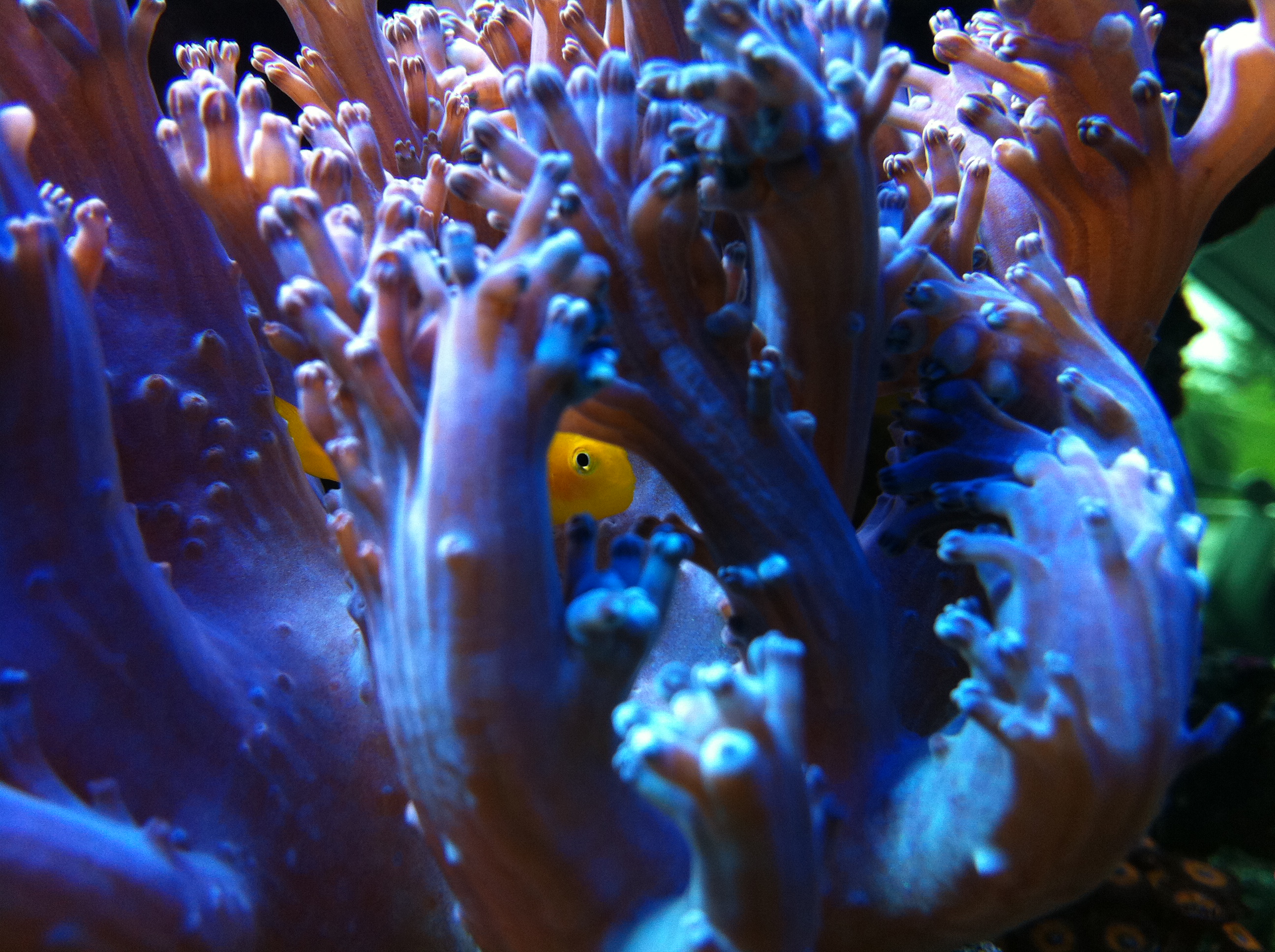 Biodiversity Wirbellose&Fische