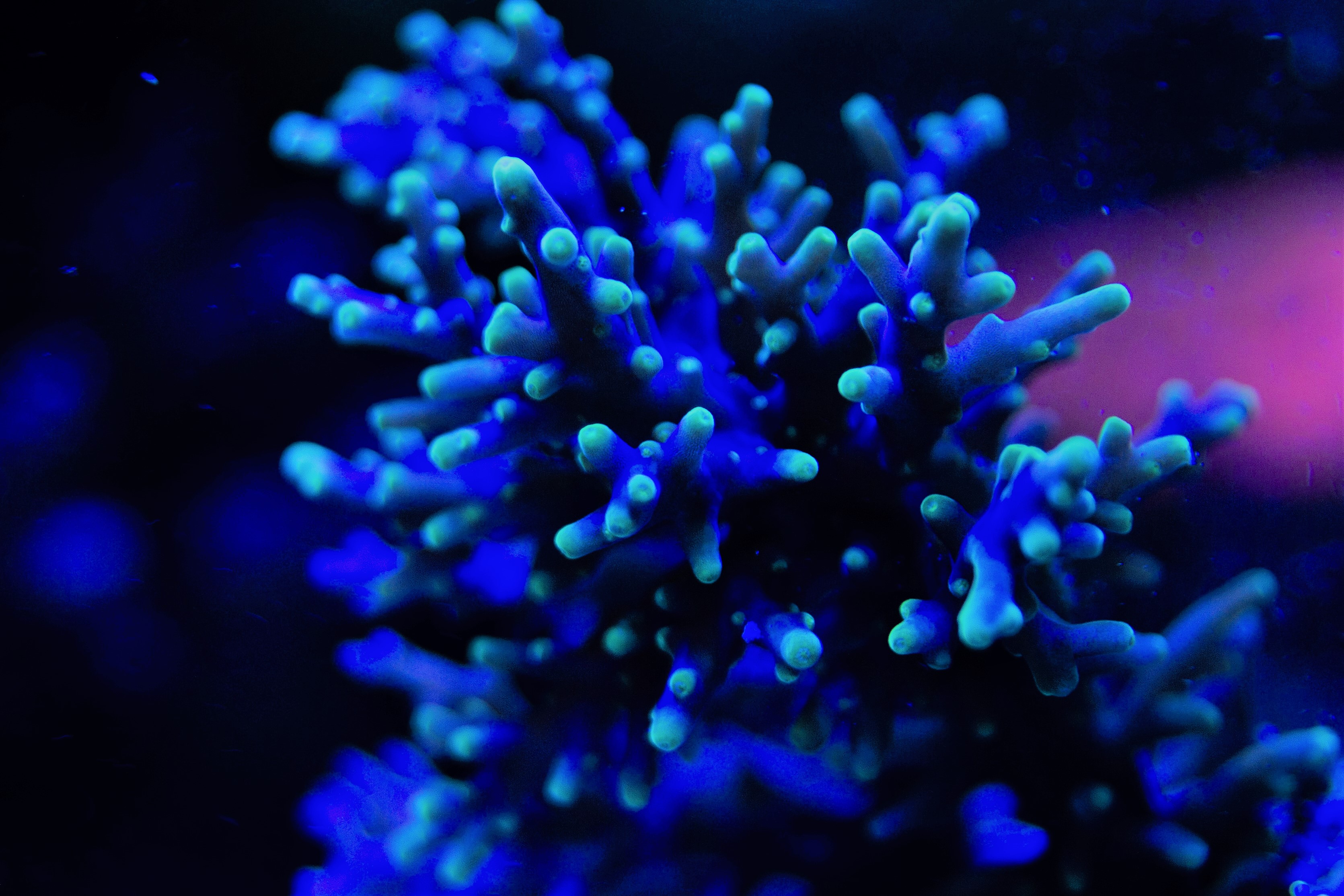 finest small polyp scleratina SPS Korallen